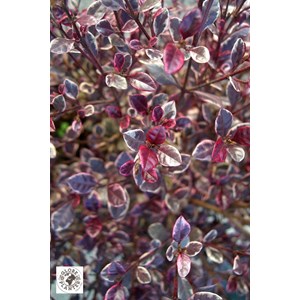 Lophomyrtus ralphii 'magic dragon' taill