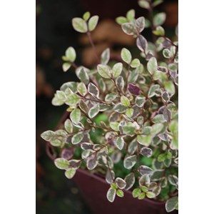 Lophomyrtus ralphii 'magic dragon' taill