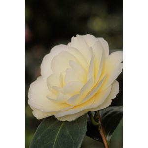 Camélia 'dahlohnega' taille du pot - en