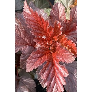 Physocarpe à feuille d'obier'lady in red' taille du pot - en pot de 3 litres