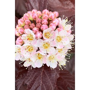 Physocarpe à feuille d'obier'lady in re