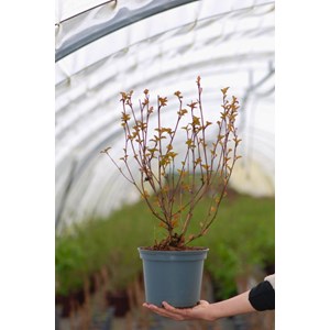 Physocarpe à feuille d'obier'lady in red' taille du pot - en pot de 3 litres