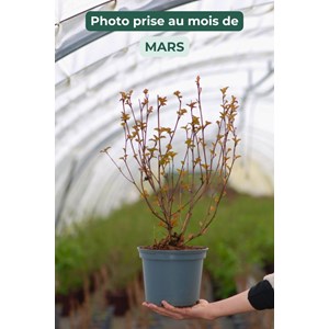 Physocarpe à feuille d'obier'lady in red' taille du pot - en pot de 3 litres