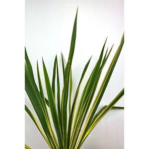 Yucca filamentosa 'bright edge' taille du pot - en pot de 2 litres