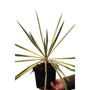 Yucca filamentosa 'bright edge' taille d