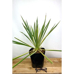 Yucca filamentosa 'bright edge' taille d