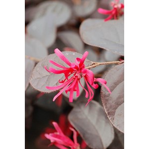 Loropetalum 'pipa's red' taille du pot -