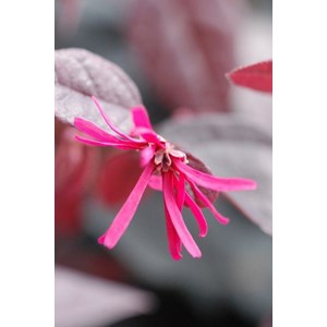 Loropetalum 'pipa's red' taille du pot -