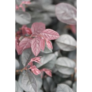 Loropetalum 'pipa's red' taille du pot -