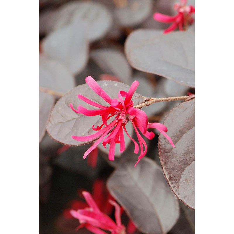 Roué Pépinières - Loropetalum 'pipa's red' taille du pot - en pot de 5 litres