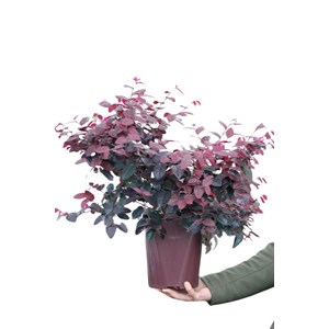 Loropetalum 'pipa's red' taille du pot -