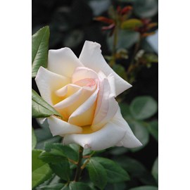 Rosier 'anastasia' ? Taille du pot - en