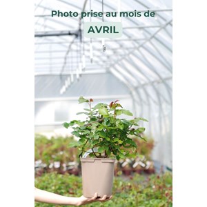 Rosier 'anastasia' ? Taille du pot - en