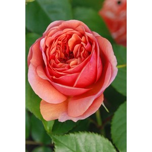 Rosier 'les années folles music hall' ?