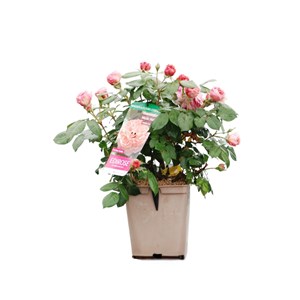 Rosier 'les années folles music hall' ?