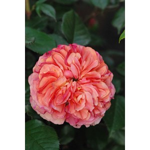 Rosier 'les années folles music hall' ?