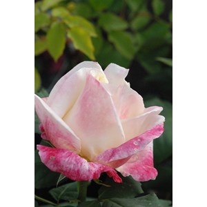 Rosier 'parfum tropical' ? Taille du pot - en pot de 5 litres