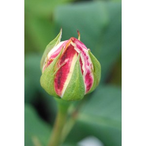 Rosier 'parfum tropical' ? Taille du pot