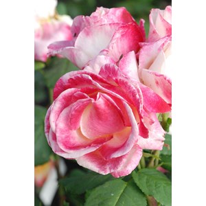 Rosier 'parfum tropical' ? Taille du pot