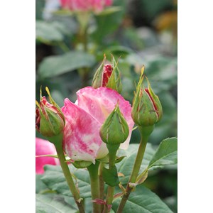 Rosier 'parfum tropical' ? Taille du pot