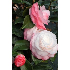 Camelia 'desire' taille du pot - en pot
