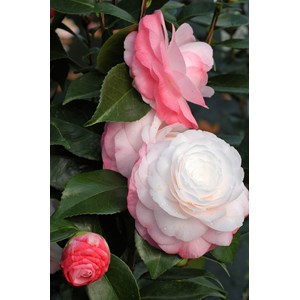 Camelia 'desire' taille du pot - en pot de 1 litre