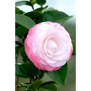 Camelia 'desire' taille du pot - en pot