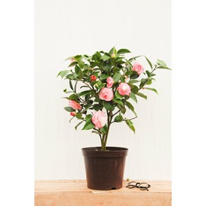 Camelia 'desire' taille du pot - en pot