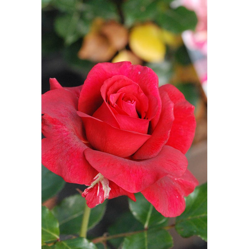 Roué Pépinières - Rosier 'le roi de c ur' ? Taille du pot - en pot de 5 litres