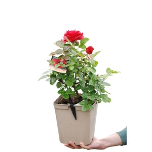 Rosier 'le roi de c ur' ? Taille du pot