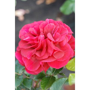 Rosier 'le roi de c ur' ? Taille du pot