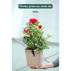 Rosier 'le roi de c ur' ? Taille du pot