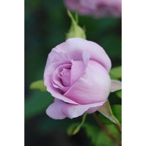 Rosier 'the pride' ? Taille du pot - en