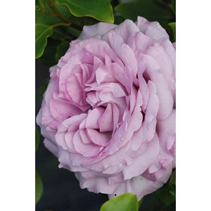 Rosier 'the pride' ? Taille du pot - en