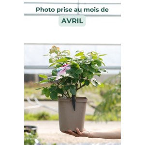 Rosier 'the pride' ? Taille du pot - en