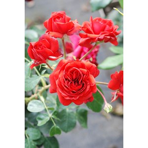 Rosier meilland 'scarlet bonica' ? Taille du pot - en pot de 5 litres