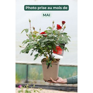 Rosier meilland 'scarlet bonica' ? Taill