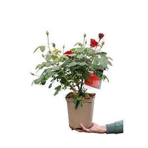 Rosier meilland 'scarlet bonica' ? Taill