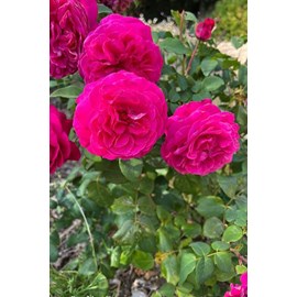 Rosier 'baronne caroline' ? Taille du po