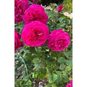 Rosier 'baronne caroline' ? Taille du pot - en pot de 4 litres