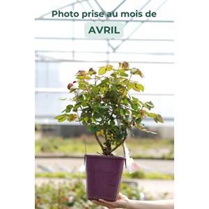 Rosier 'baronne caroline' ? Taille du po