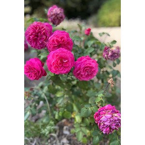 Rosier 'baronne caroline' ? Taille du po