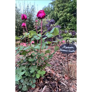 Rosier 'baronne caroline' ? Taille du po