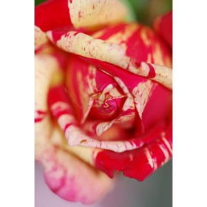 Rosier 'brocéliande' ? Taille du pot - en pot de 5 litres