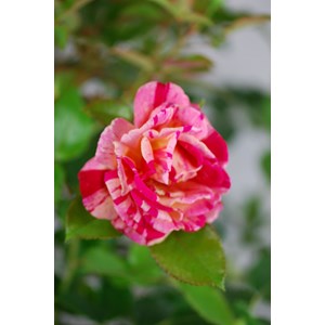 Rosier 'brocéliande' ? Taille du pot -