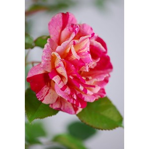 Rosier 'brocéliande' ? Taille du pot -