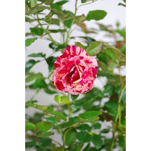 Rosier 'brocéliande' ? Taille du pot -