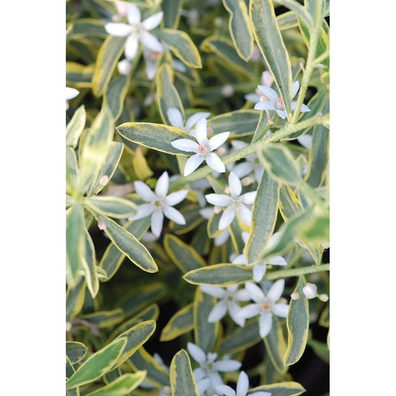 Roué Pépinières - Eriostemon 'gold touch' ? Taille du pot - en pot de 3 litres