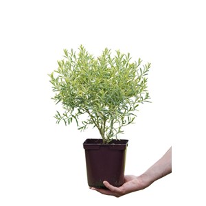 Eriostemon 'gold touch' ? Taille du pot