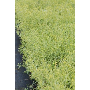 Eriostemon 'gold touch' ? Taille du pot